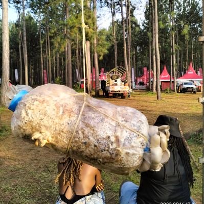 Refuse_nik's profile picture. 