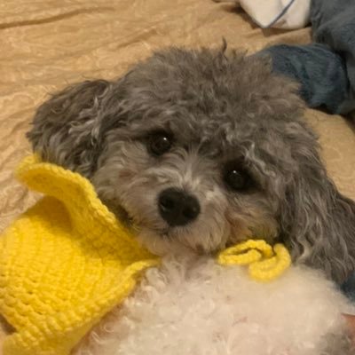 Noedlesさんのプロフィール画像