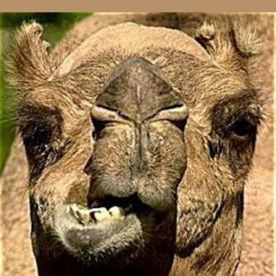 SebKarlsson's profile picture. 