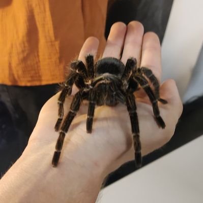 Tarantula enthusiast. 🕷️
I currently own 12 species of tarantulas.
Favorite: Heteroscodra Maculata.