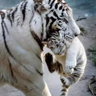 joseph_florens's profile picture. 