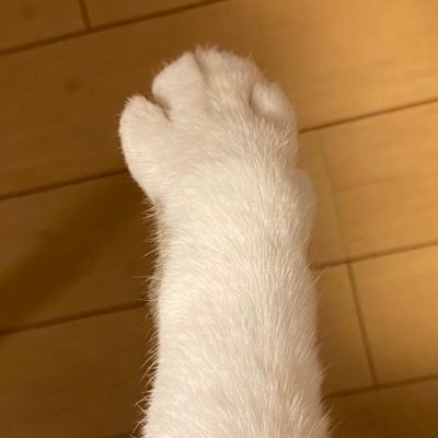hoimi_okaimono's profile picture. ねこを愛すひきこもり漫画家のストレス発散雑多アカ。コスメ、可愛いもの大好き。外食、自炊問わず美味しいもの大好き。いっぱいお出かけして好きな物いっぱい欲しい。楽しいこといっぱいチャレンジしたい。人生1回きり強欲でありたい