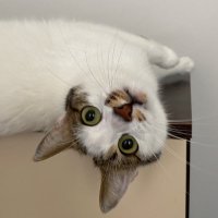 Zeynep (@zeyotify) 's Twitter Profile