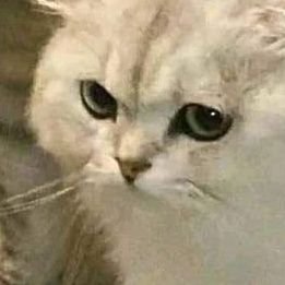 Minimac60787488's profile picture. 90/160 22 y หญิงแท้ อ้วน 🥺