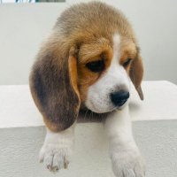Scotch - The Pup(@scotchvilla) 's Twitter Profile Photo