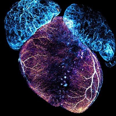 Neuro-vascular freak, cats, friends, wine and travel 👩🔬🐱💃🥂✈️🌎 Postdoc at #MukoyamaLab (NIH/NHLBI) #BloodBrainBarrier & #VascularBiology🔬🧠❤️🐭