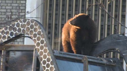 Hitched a ride in a dumpster and got tranq'd. Swapped places with a stuffed bear from a Gastown souvenir shop; roaming Downtown Vancouver.