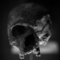 Skull Lovers Hub (@skulllovershub) 's Twitter Profile