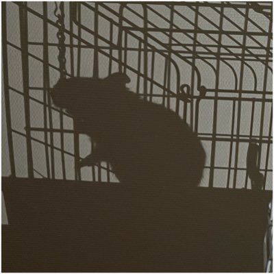 イギーさんのプロフィール画像