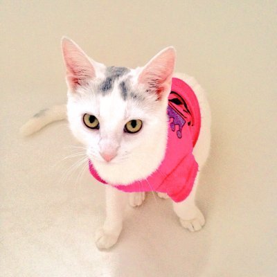 ohheyrayray's profile picture. Diamond's mama♡