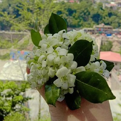 areesha_writes's profile picture. 