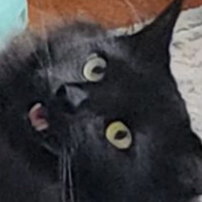 rachel_west05's profile picture. i’m only here to look at my friends tweets