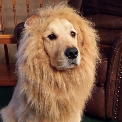 Just a dog trying to be a lion.