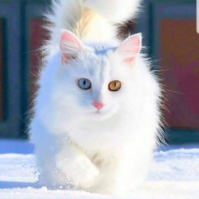 65gnc65's profile picture. Kendi halinde yalnız biri, 
Fetocu ve vatan haini pkk lılar yorum bile yazmasın.