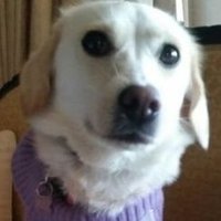 AnimalsPress (@animalspress) 's Twitter Profile Photo AnimalsPress (@animalspress) 's Twitter Profile Photo