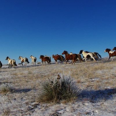 I am a native horse whisperer, First Principles Engineer,  vet, and OG $TSLA investor.  I live wild and free with my untamed horse herd in a very remote area.