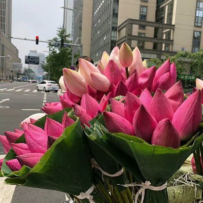 xbirnxbiqng1's profile picture. 有生之年能去西藏看看