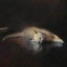 cyx0d's profile picture. life is too short to hide your zero-days