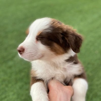 The fluffiest Miniature Australian Shepherds pups with tails intact, bred in-home with love at our little Arizona ranch.