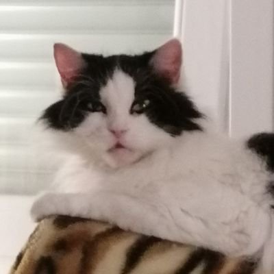 NCacilo's profile picture. Life is the playground