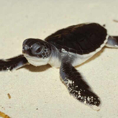 チュウさん Bot 英語でのカメ の呼び名 イギリスでは陸ガメをtortoise トータス 海ガメをturtle タートル 淡水に住むカメ をterrapin テラピン と呼ぶんだ でもアメリカだとカメは全部タートル ウチら海ガメはたまにシー タートルやら チュウさん Bot 英語でのカメ の呼び名 イギリスでは陸ガメをtortoise トータス 海ガメをturtle タートル 淡水に住むカメ をterrapin テラピン と呼ぶんだ でもアメリカだとカメは全部タートル ウチら海ガメはたまにシー タートルやら