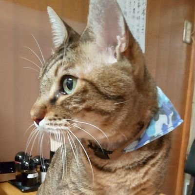 今月半ばで転職します👍
朝リプがメインになりますが、    慣れるまで低浮上になりますが、よろしくお願いします🙏
関西です❗️