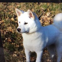 みんなで 守ろう 日本犬 (@mamorounihonken) 's Twitter Profile Photo みんなで 守ろう 日本犬 (@mamorounihonken) 's Twitter Profile Photo