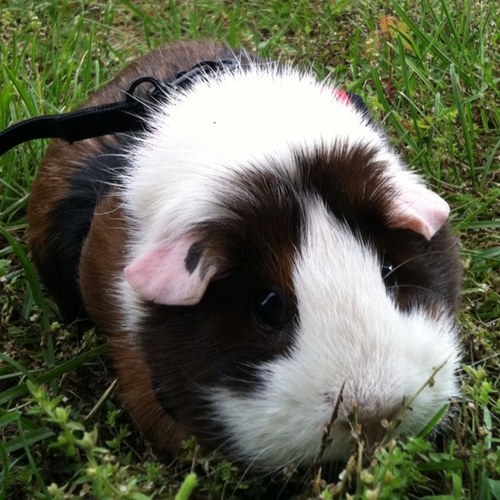 kukuhiro's profile picture. 