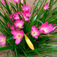 shalinilata2000 (@shalinilata2000) 's Twitter Profile