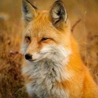 ثعلب الصحراء (@marcow165715) Twitter profile photo