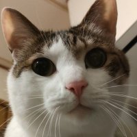 トラ&フク (@kotetutwo) 's Twitter Profile