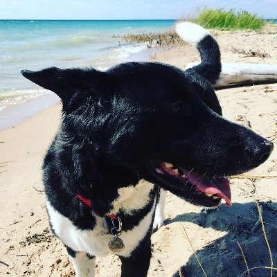 joesipple's profile picture.