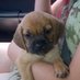 Meg (@meg_pugglemama) Twitter profile photo Meg (@meg_pugglemama) Twitter profile photo