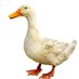 Dirty Duck (@dirtydirtyducks) Twitter profile photo Dirty Duck (@dirtydirtyducks) Twitter profile photo