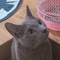 ネコパンマン (@omarunekopunchi) 's Twitter Profile