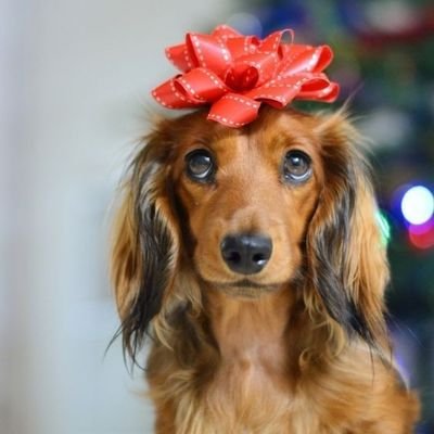 dachshund_grop Profile Picture