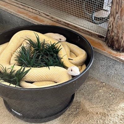 23|中国四国地方で会える人募集中 🍊県です #裏アカ男子　#愛媛