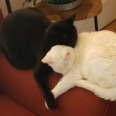 MrKeetyKat's profile picture. Small Time Streamer.
Native Alaskan.
Cat and fluffy animal lover.
30 year old.

No graphic design inquiries!