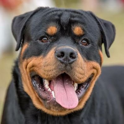 Welleome to @rottweiler_dogs lover❤️
Follow Us If You Really Love #rottweiler 👈
We Share Daily #rottweilers contents🔔
🌹 Life is better with rottweiler