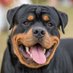 Rottweiler dog lovers (@rottweiler41058) Twitter profile photo Rottweiler dog lovers (@rottweiler41058) Twitter profile photo