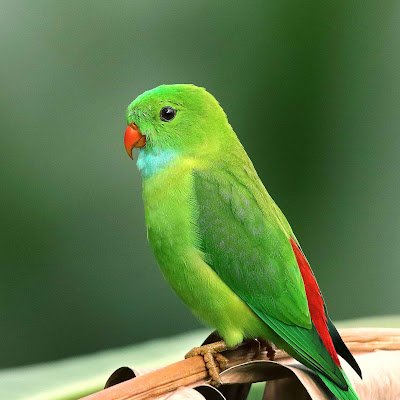 manikachau43912's profile picture. 