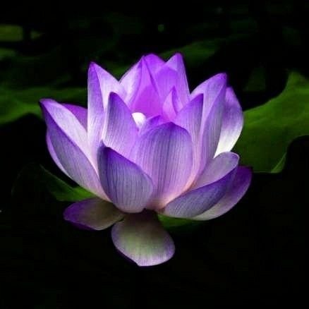 mianhua_suliu's profile picture. danmei • Genshin • Gintama • rotbb • sdr2 • orv • istp 8w9 • UTC+8