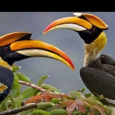 Hornbill_Twitz Profile Picture