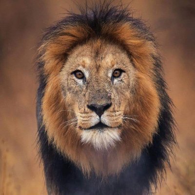 LionSightings Profile Picture