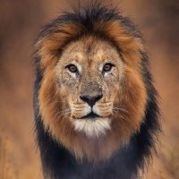 Lion Sightings(@LionSightings) 's Twitter Profile Photo
