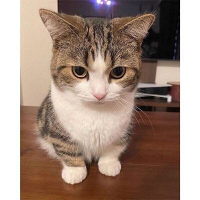 IdtpZ6rKrXnjoLb's profile picture. DMは返信しません