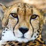 RajStockWatch's profile picture. Stock Market + Conservation, Wild Life. Have no stock specific advice to give. I have NO group. Not on any SM other than Twitter