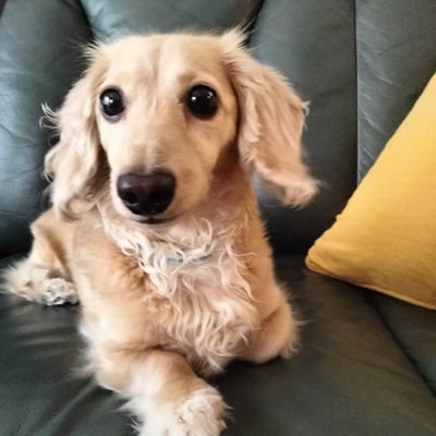 ドライブ、ミニチュアダックス(2015年12月生)名前はミルク🐶、映画、鬼滅の刃、ミステリー、東野圭吾の作品がだ~い好きな何年か前は若かった女子です❤️4世代(子供5人)+ミルク🐶とにぎやかに暮らしてます🍀
まだツイート初心者で失礼がありましたら申し訳ありません🙏
無言フォロー失礼致します🙏