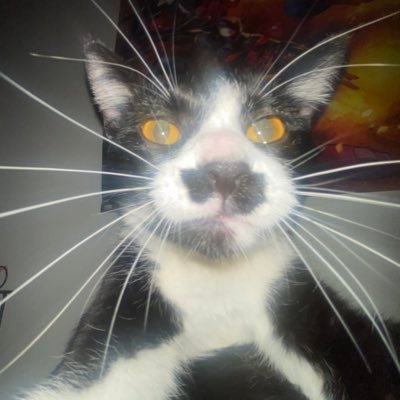 ToastyyToad's profile picture. ⋆⁺₊⋆ ☾ ⋆⁺₊⋆ ☁︎ pfp is mf kitty cat luna ~ 17 ~