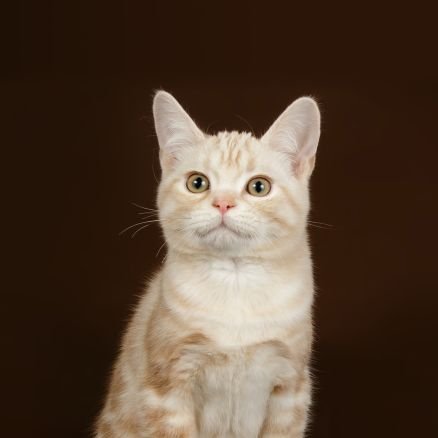 solovelybbom's profile picture. 